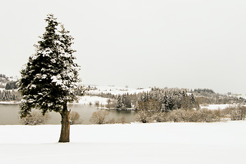 Image showing forest and field  winter landscape