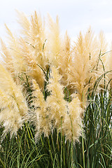 Image showing feathery grass background outdoor 