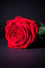 Image showing beautiful red rose flower on black background