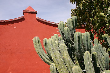 Image showing Red wall behind cactus, Mexico