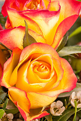 Image showing Background of vivid orange roses