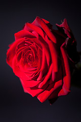 Image showing beautiful red rose flower on black background