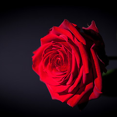 Image showing beautiful red rose flower on black background