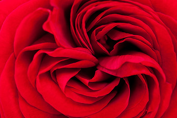 Image showing Beautiful fragrant red rose for Love