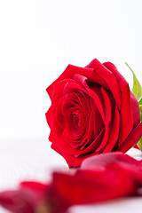 Image showing beautiful red rose on white bachground