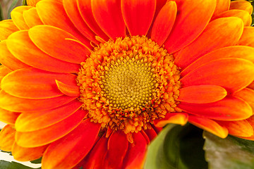 Image showing Vivid orange gerbera daisy in a bouquet