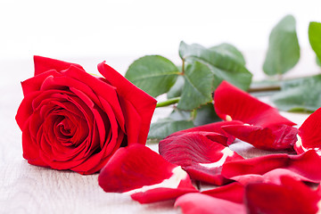 Image showing beautiful red rose on white bachground