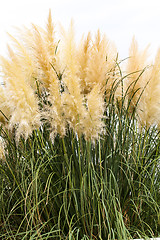 Image showing feathery grass background outdoor 