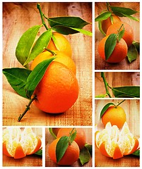 Image showing Collection of Tangerine