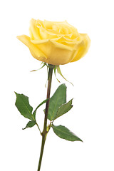 Image showing beautiful yellow rose