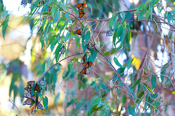 Image showing monarch butterflies