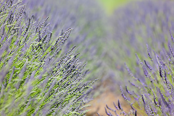 Image showing blooming lavender