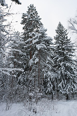 Image showing Winter forest