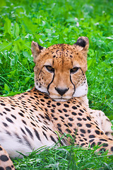 Image showing Cheetah