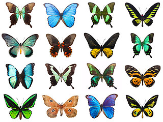 Image showing Tropical butterflies