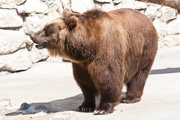 Image showing Bear