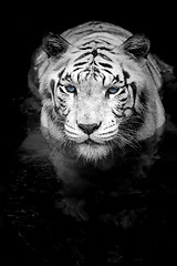 Image showing White Tiger