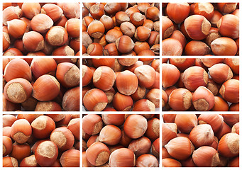 Image showing Hazelnuts or filbert nuts