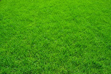 Image showing Green grass