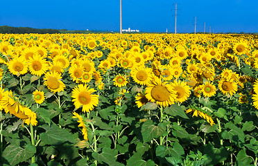 Image showing Sunflowers