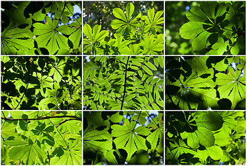 Image showing Leaves background