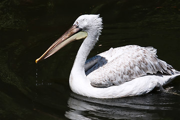 Image showing Pelican