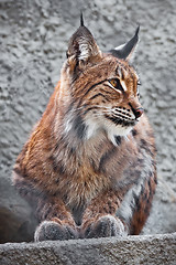 Image showing Lynx