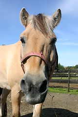 Image showing Norwegian Fjord horse says hi