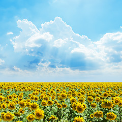 Image showing cloudy sky and sunflowers field