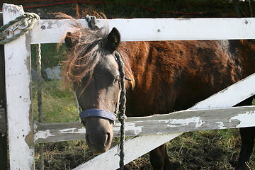 Image showing Shetland pony looking through fence
