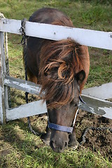 Image showing Shetland pony looking through fence