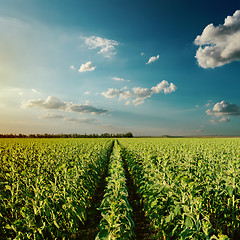 Image showing cloudy sunset over green field with sunflowers