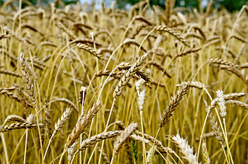 Image showing Spikelets of wheat against the background of a wheat field