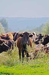 Image showing Herd of cattle in the meadow