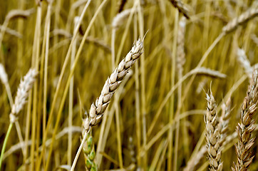 Image showing Ear of wheat in a wheat field