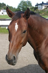 Image showing Horse portrait