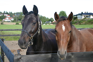 Image showing Two horses in paddock