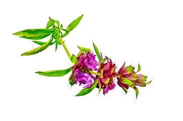 Image showing Bergamot with pink flowers