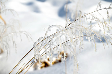 Image showing Hoarfrost on branches of herbs