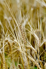 Image showing Rye spike on field background