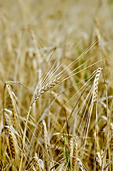 Image showing Rye spike against the yellow field