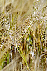 Image showing Rye spikelets on the background of a yellow field