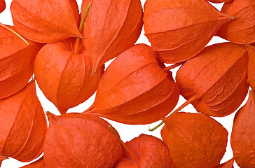 Image showing Physalis.