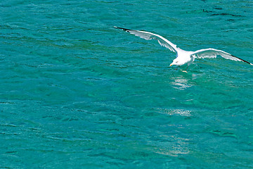 Image showing white seagull flying 