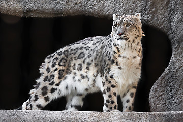 Image showing Snow Leopard