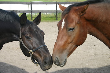 Image showing Two horses