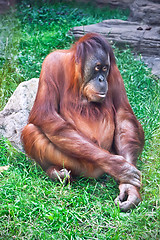 Image showing Orangutan