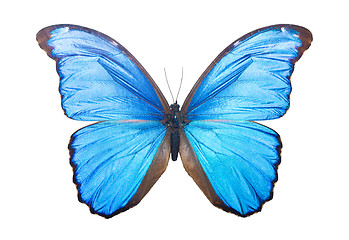 Image showing Butterfly Morpho Didius