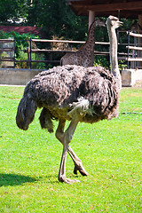 Image showing Ostrich