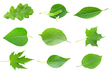 Image showing Green leaves